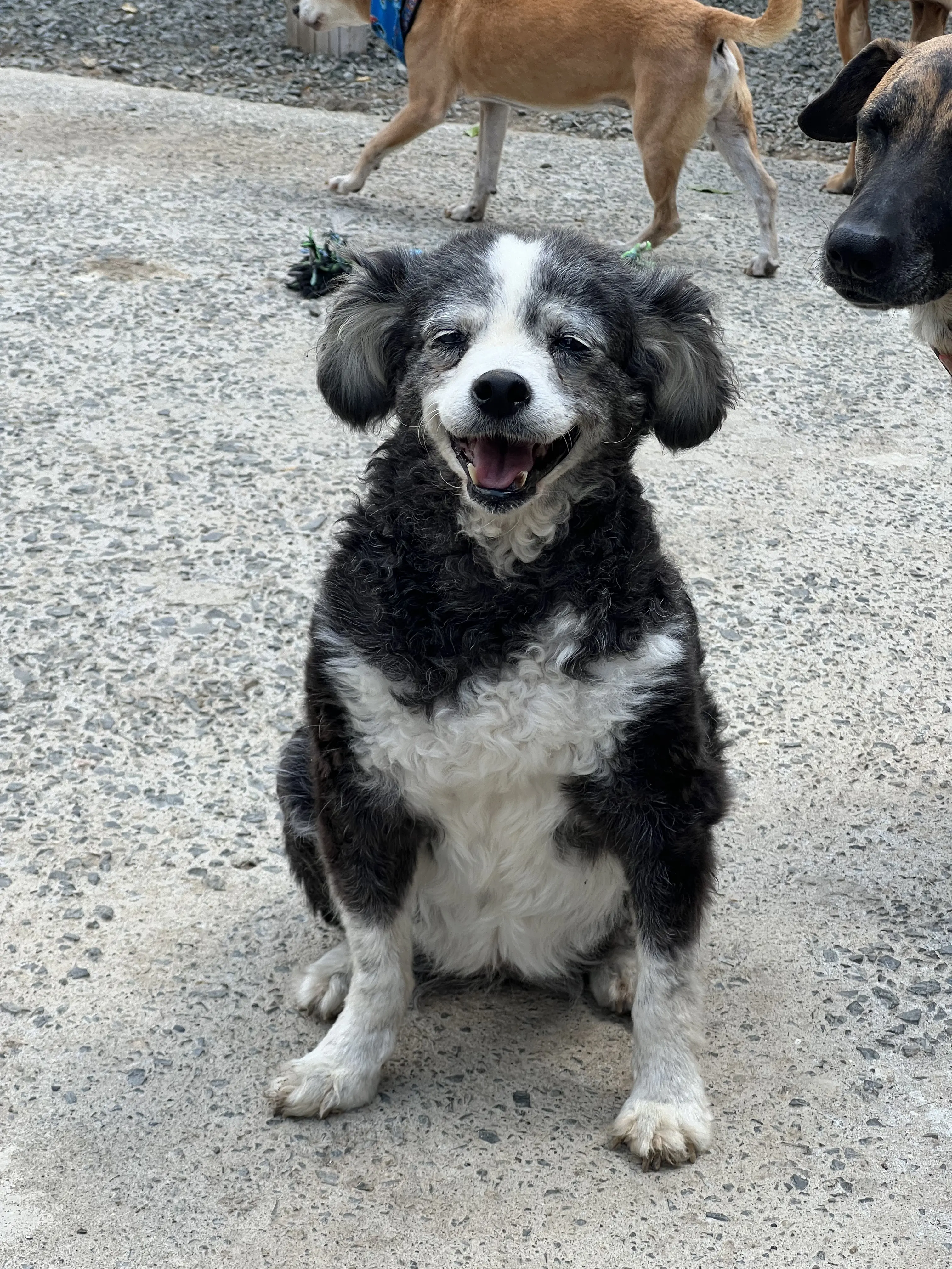 Ayuda a La abuela a conseguirle un hogar