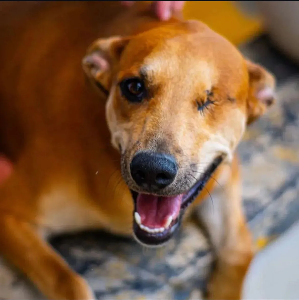 Ayuda a Amelia a conseguirle un hogar