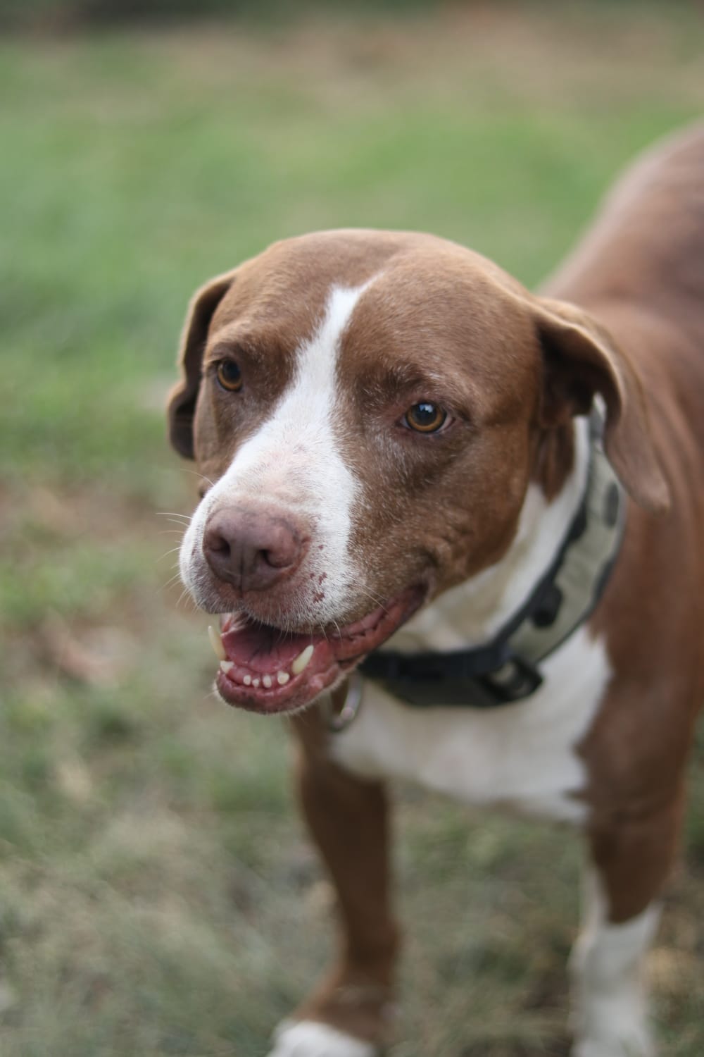 Ayuda a Koral a conseguirle un hogar