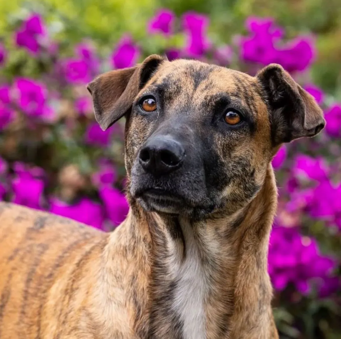 Ayuda a Tafy a conseguirle un hogar