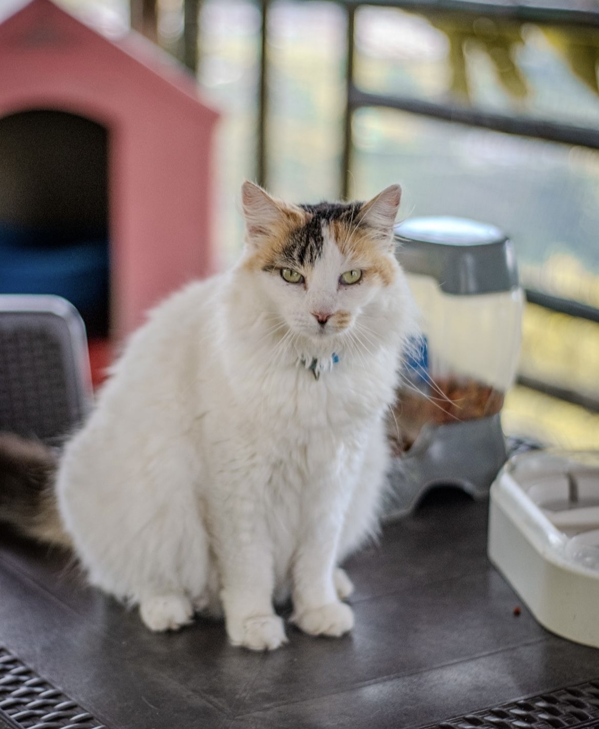 Ayuda a Motas a conseguirle un hogar